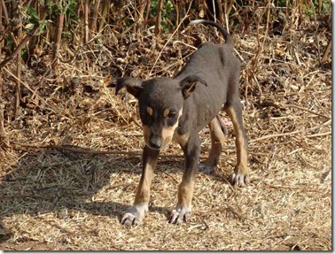 013Murud_Chinlur009_DSC01424