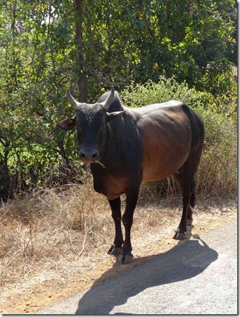 013Murud_Chinlur015_DSC01490